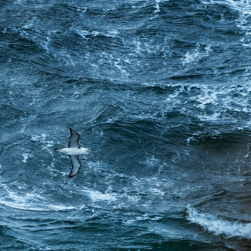 Avifaune Oiseaux Nouvelle-Zélande albatros