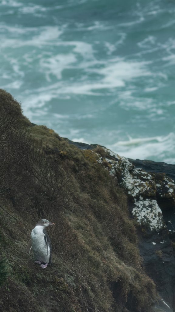 Avifaune Oiseaux Nouvelle-Zélande manchot