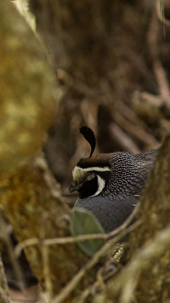 Avifaune Oiseaux Nouvelle-Zélande colin