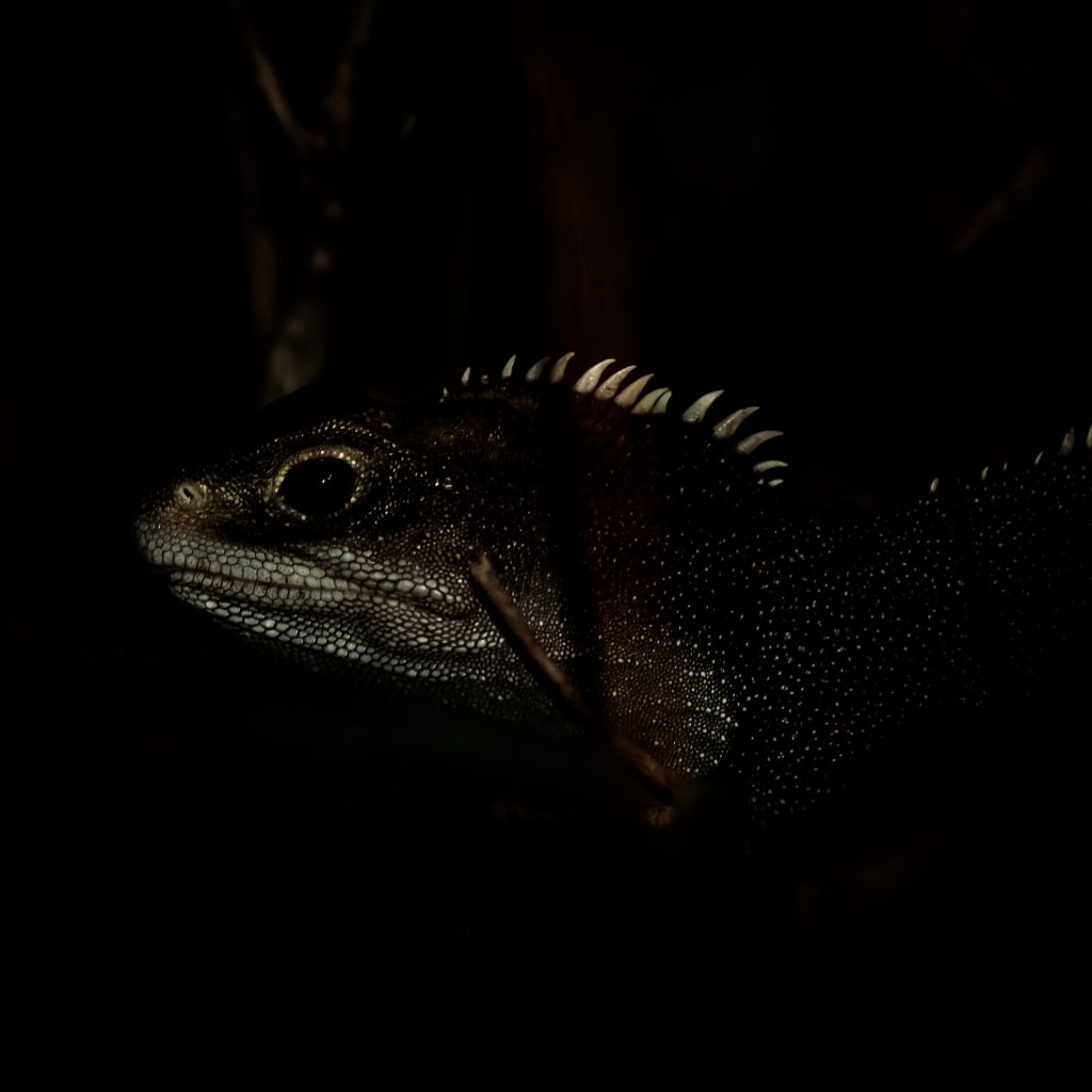 Nouvelle-Zélande endémique sphénodon