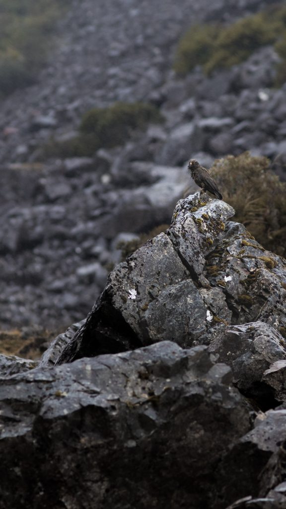 Avifaune Oiseaux Nouvelle-Zélande kea