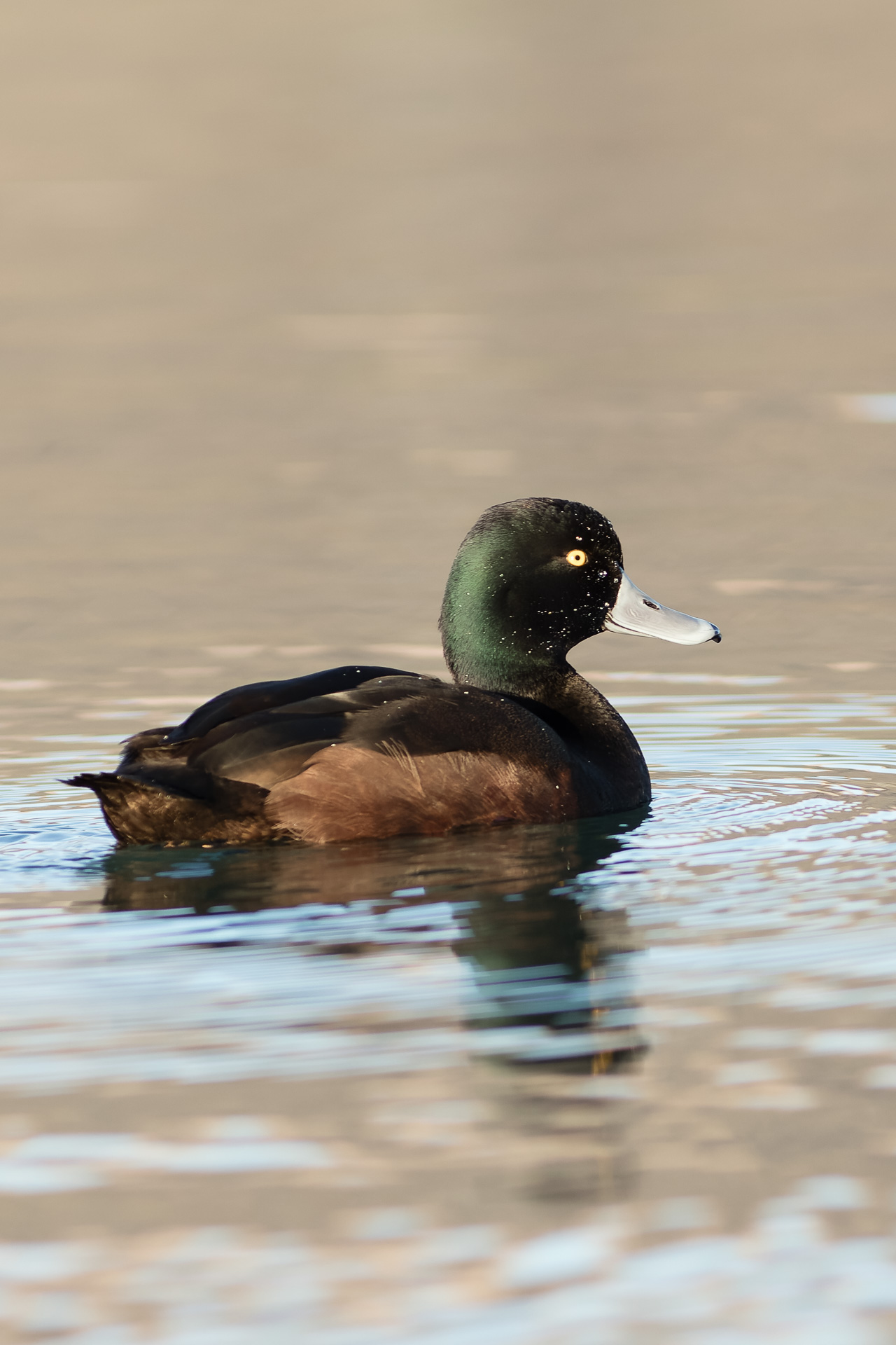 Avifaune Oiseaux Nouvelle-Zélande fuligule