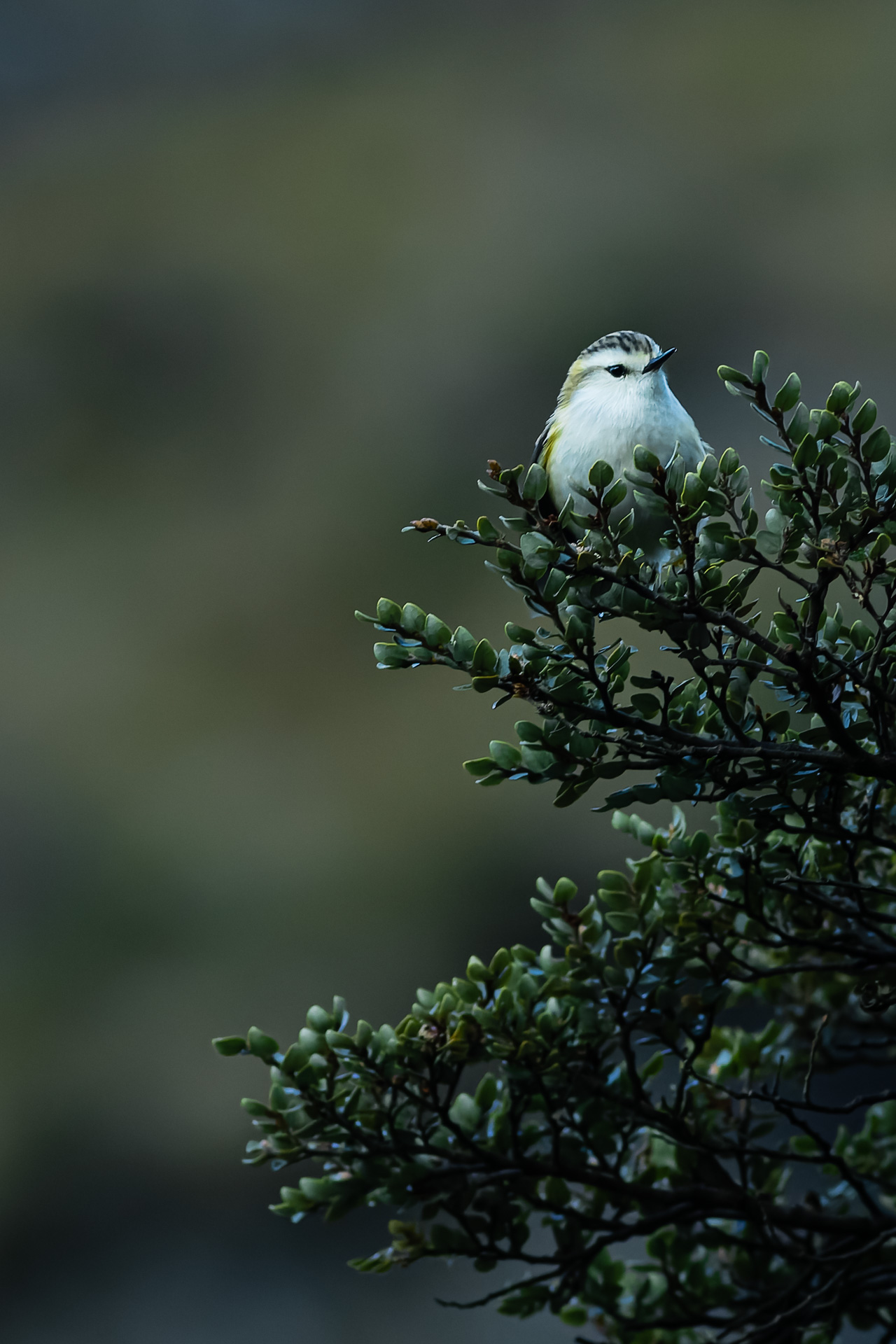 Avifaune Oiseaux Nouvelle-Zélande Xénique
