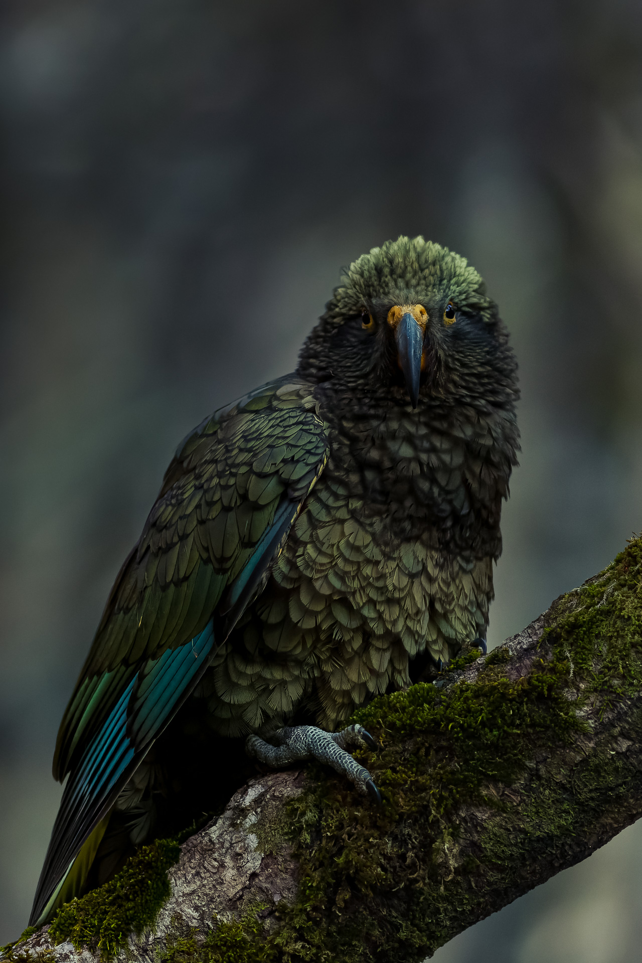 Avifaune Oiseaux Nouvelle-Zélande Kea