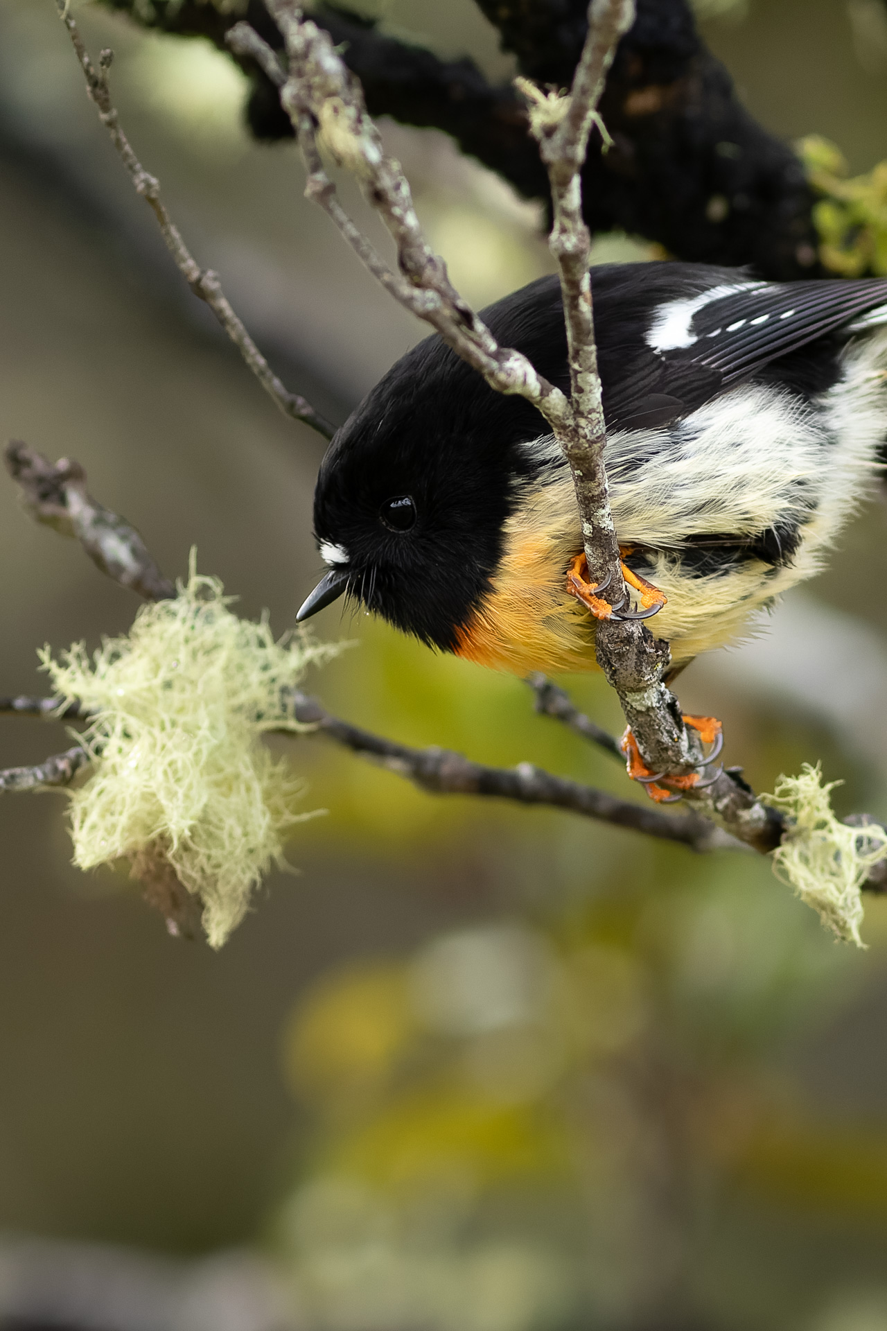 Avifaune Oiseaux Nouvelle-Zélande miro