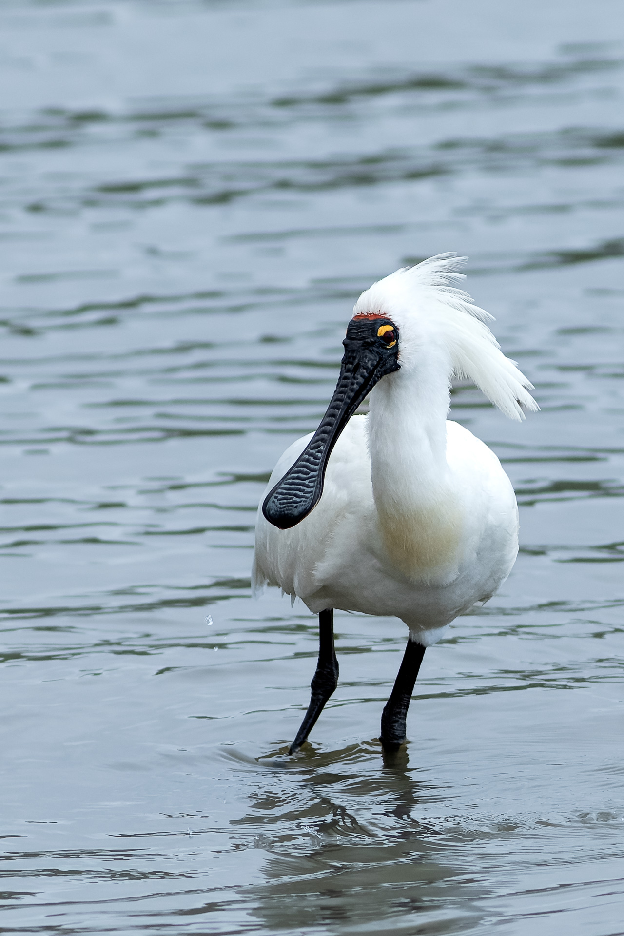 Avifaune Oiseaux Nouvelle-Zélande Spatule royale