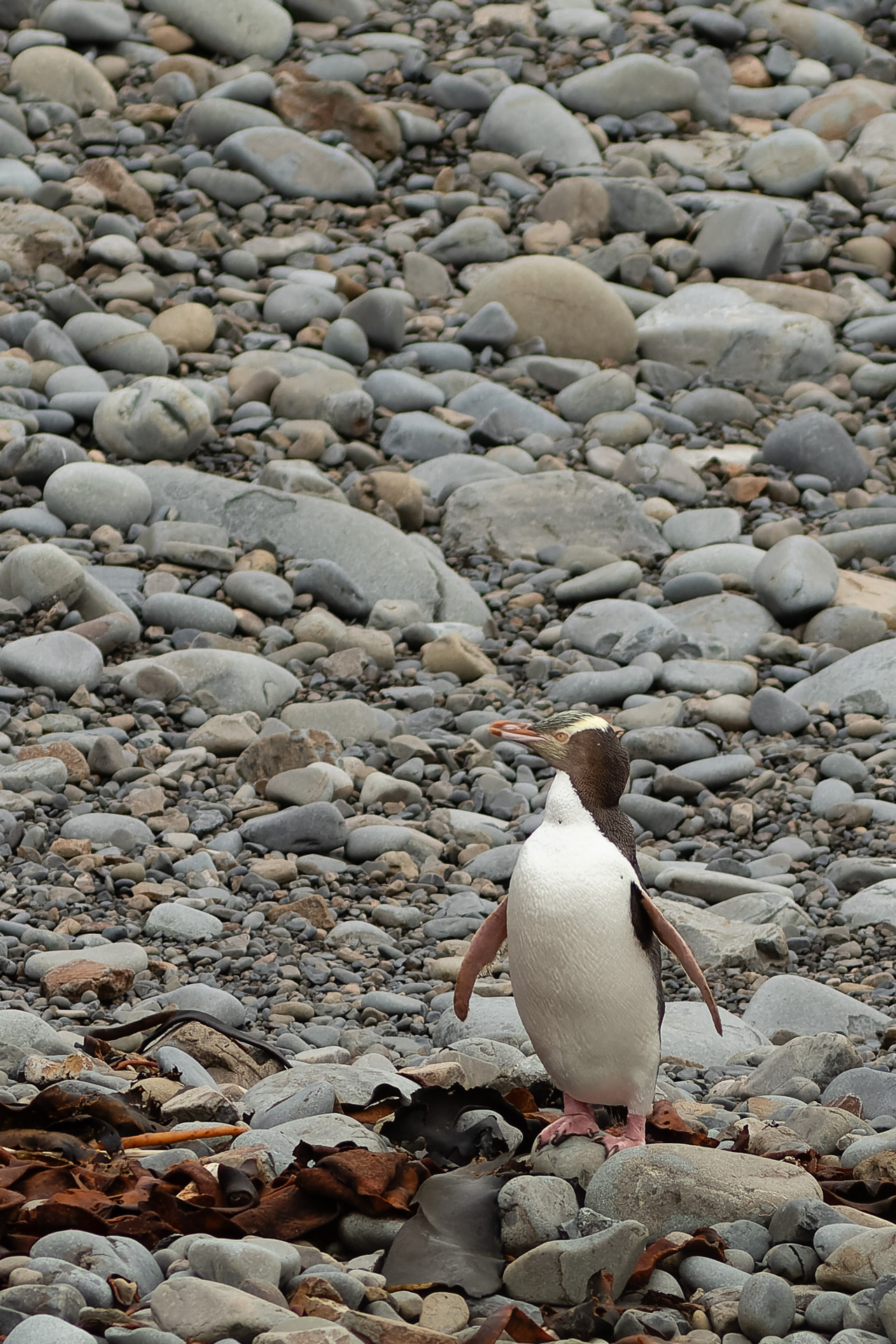 Avifaune Oiseaux Nouvelle-Zélande manchot