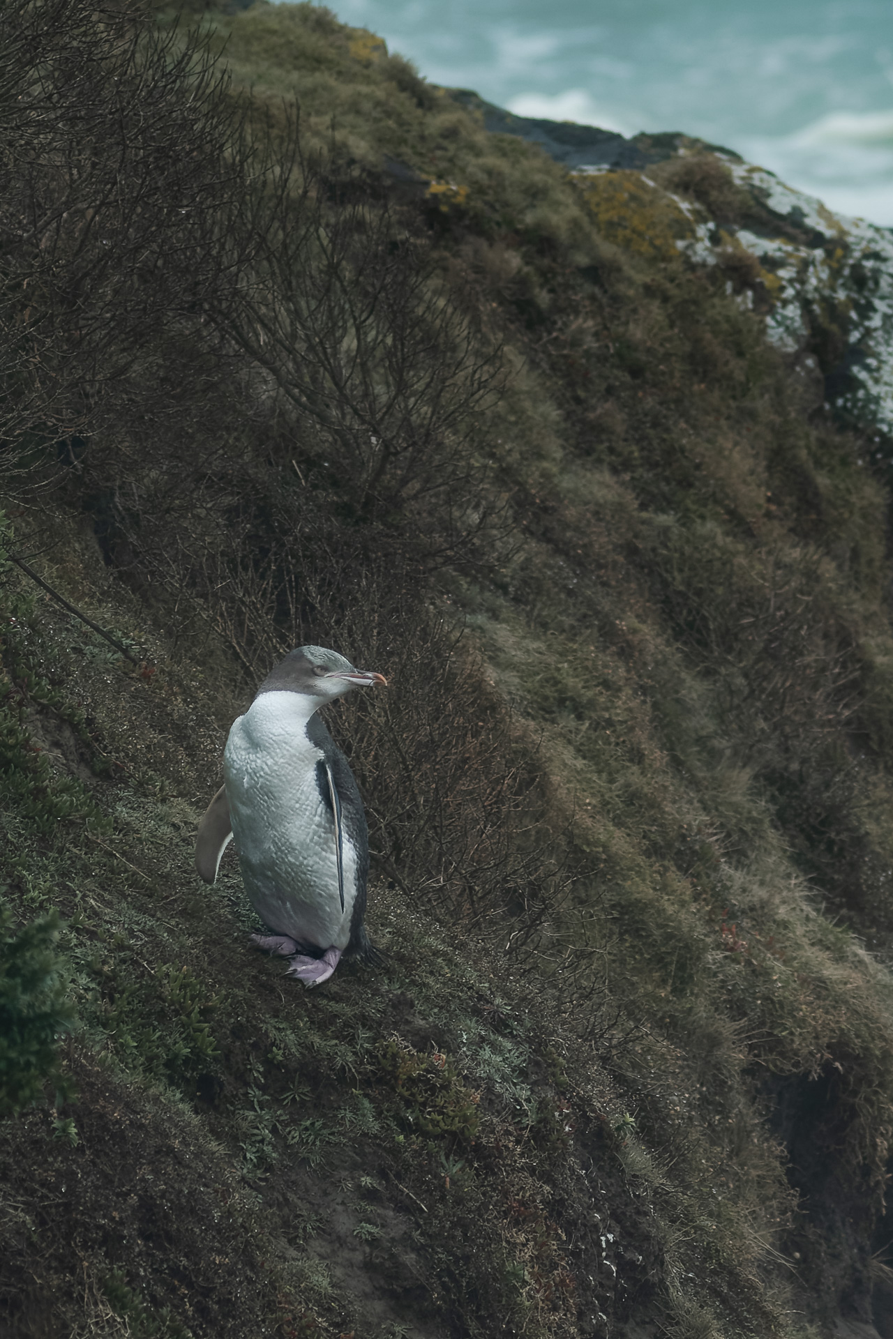 Avifaune Oiseaux Nouvelle-Zélande manchot
