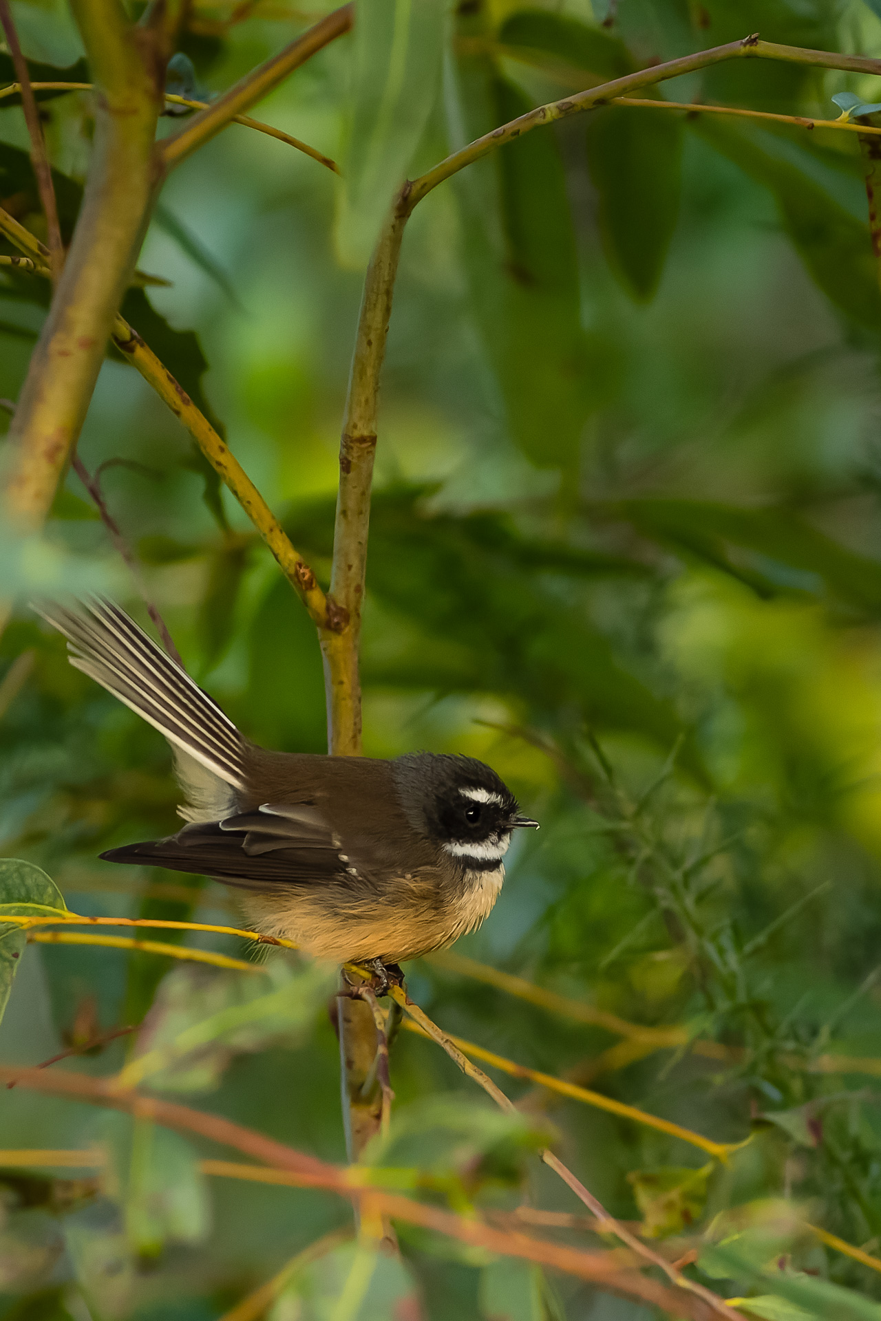 Avifaune Oiseaux Nouvelle-Zélande rhipidure