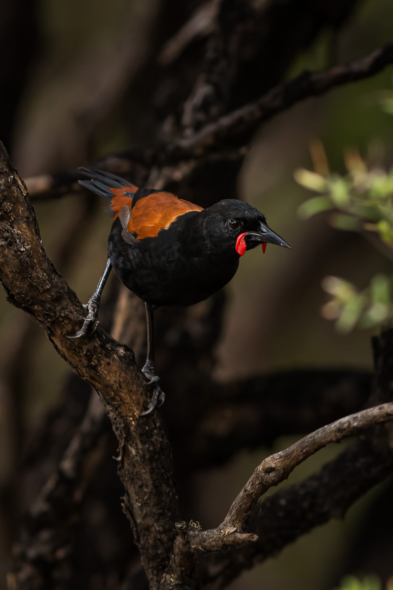 Avifaune Oiseaux Nouvelle-Zélande créadion