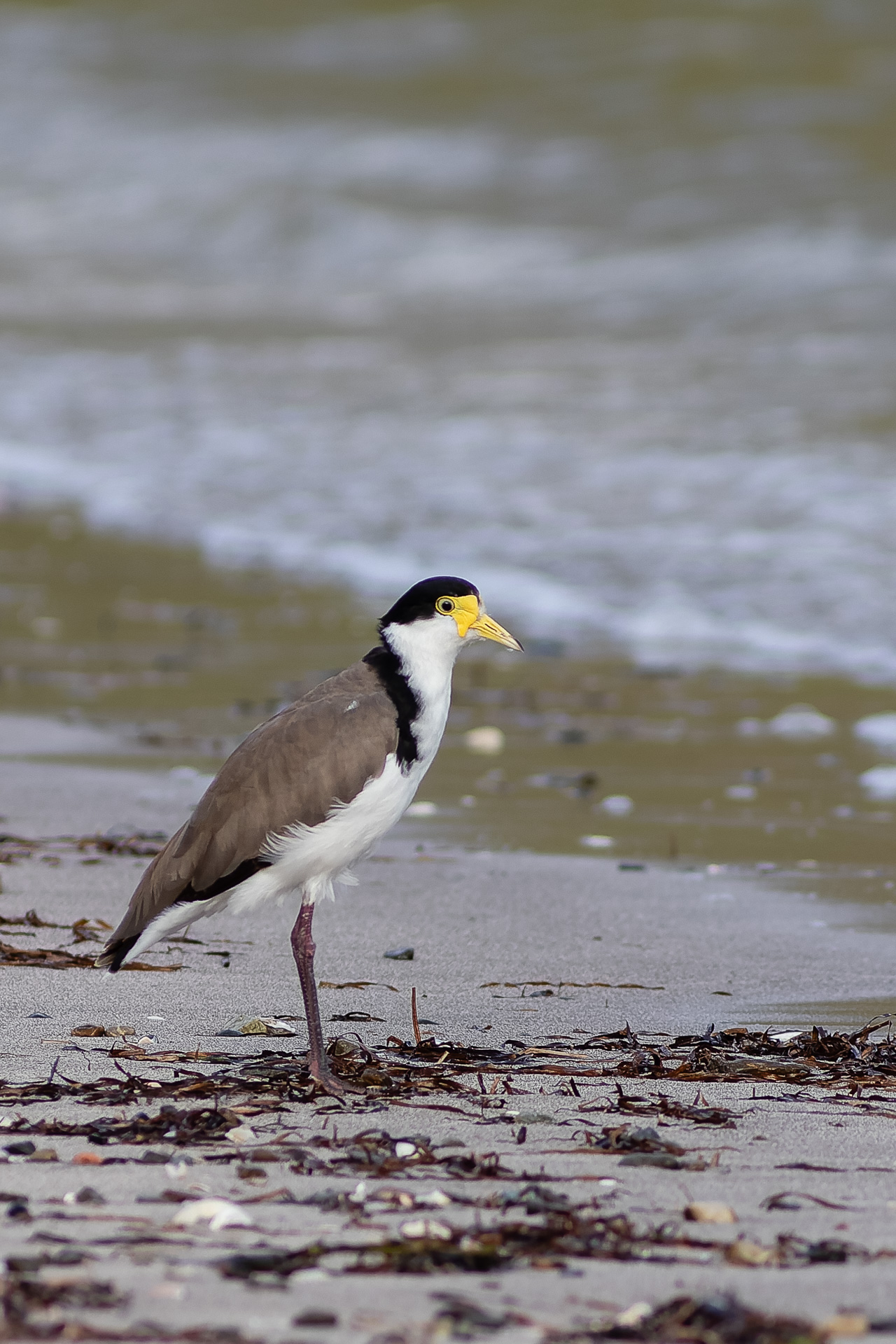 Avifaune Oiseaux Nouvelle-Zélande vanneau