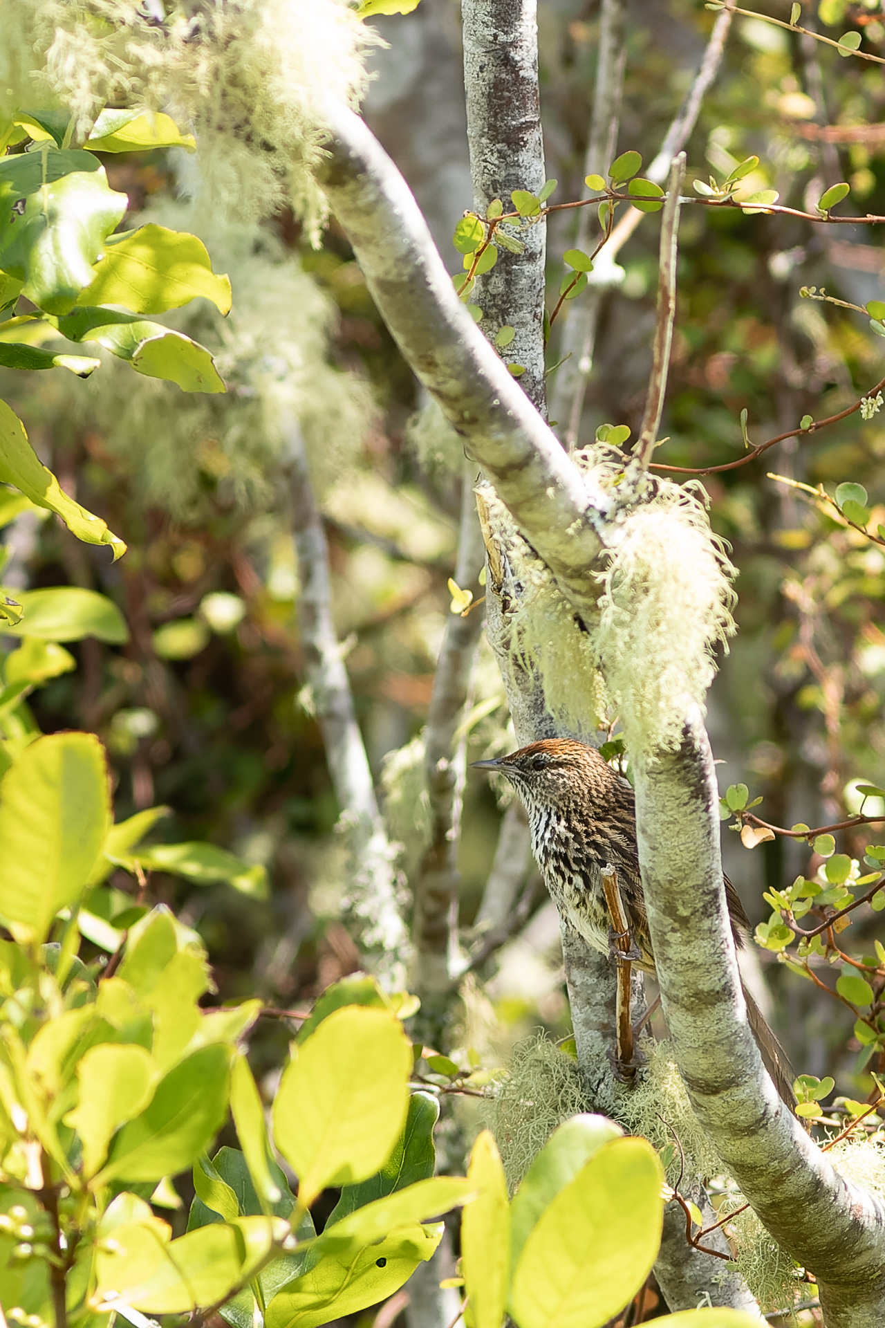 Avifaune Oiseaux Nouvelle-Zélande mégalure