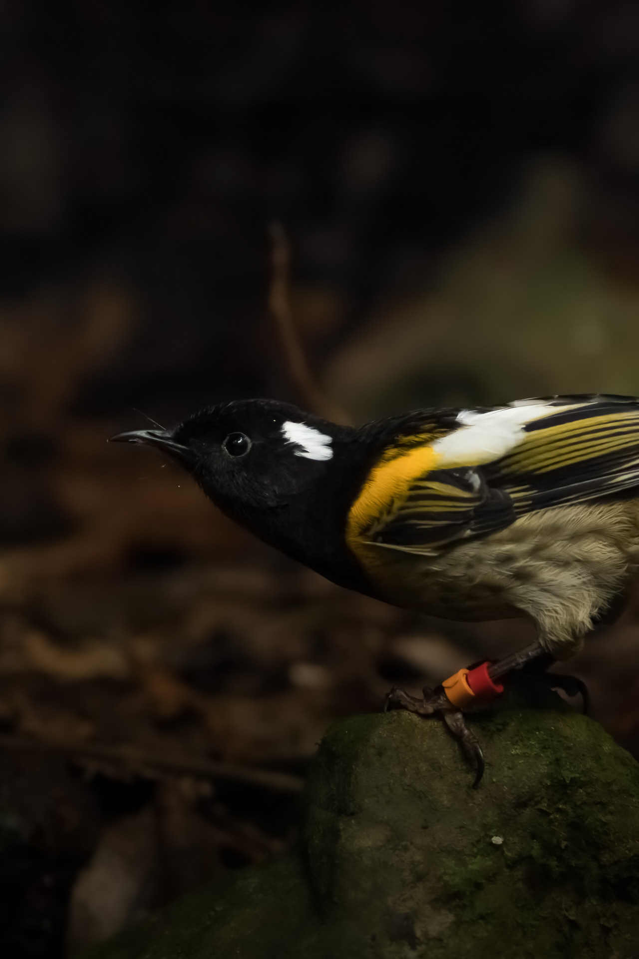 Avifaune Oiseaux Nouvelle-Zélande hihi