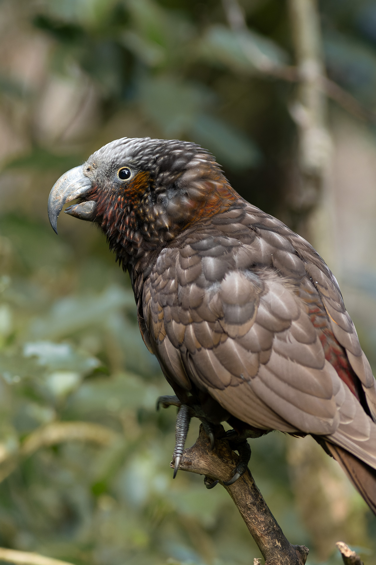Avifaune Oiseaux Nouvelle-Zélande kaka
