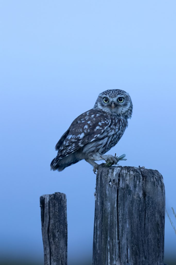 Berry France bocage chouette