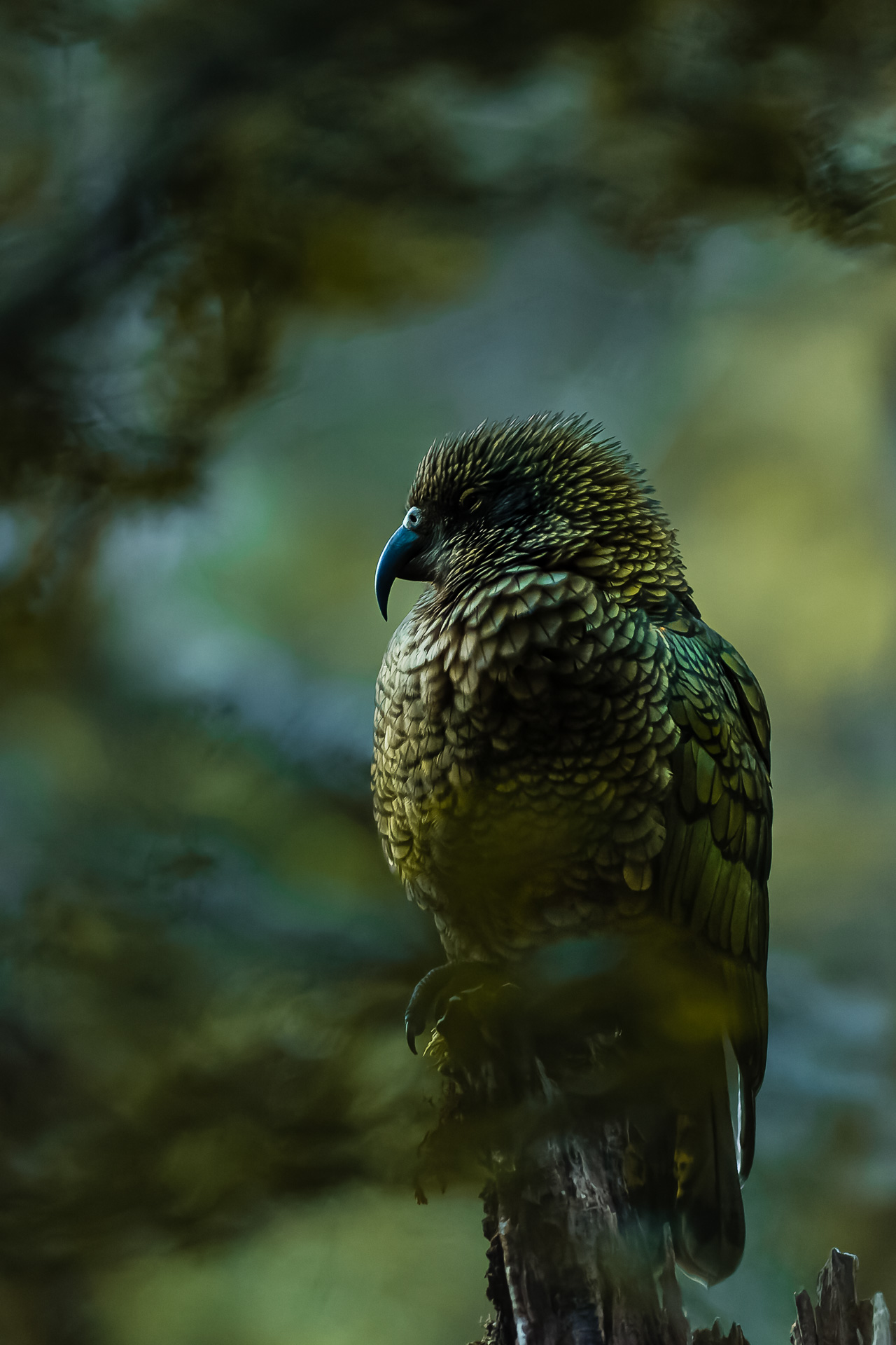 Avifaune Oiseaux Nouvelle-Zélande kea