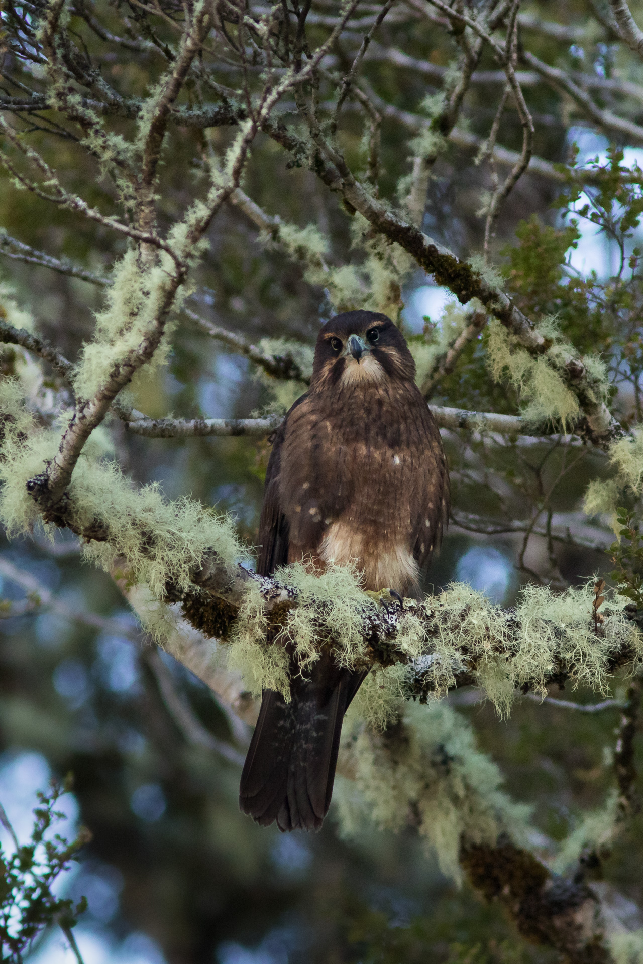 Avifaune Oiseaux Nouvelle-Zélande faucon