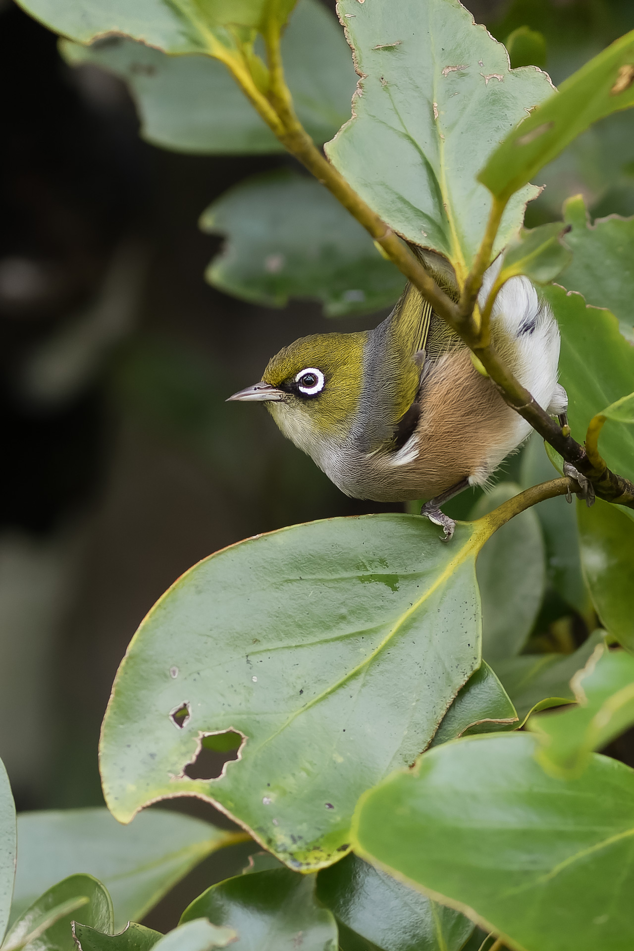 Avifaune Oiseaux Nouvelle-Zélande zosterops