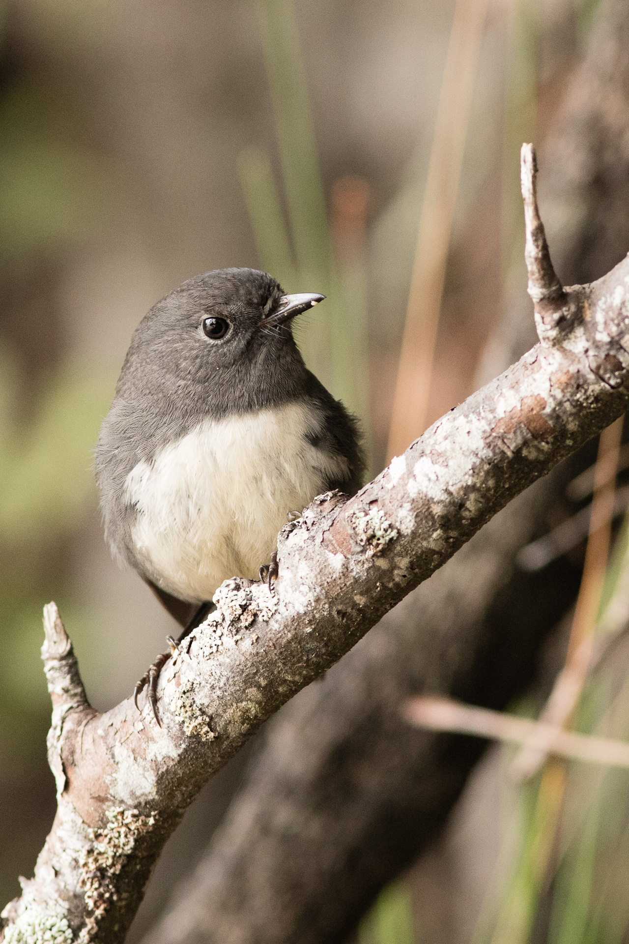 Avifaune Oiseaux Nouvelle-Zélande miro