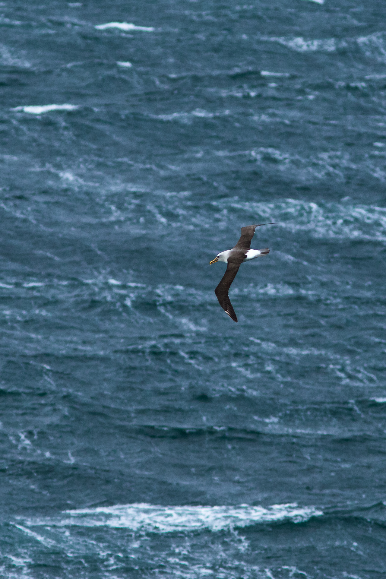 Avifaune Oiseaux Nouvelle-Zélande albatros