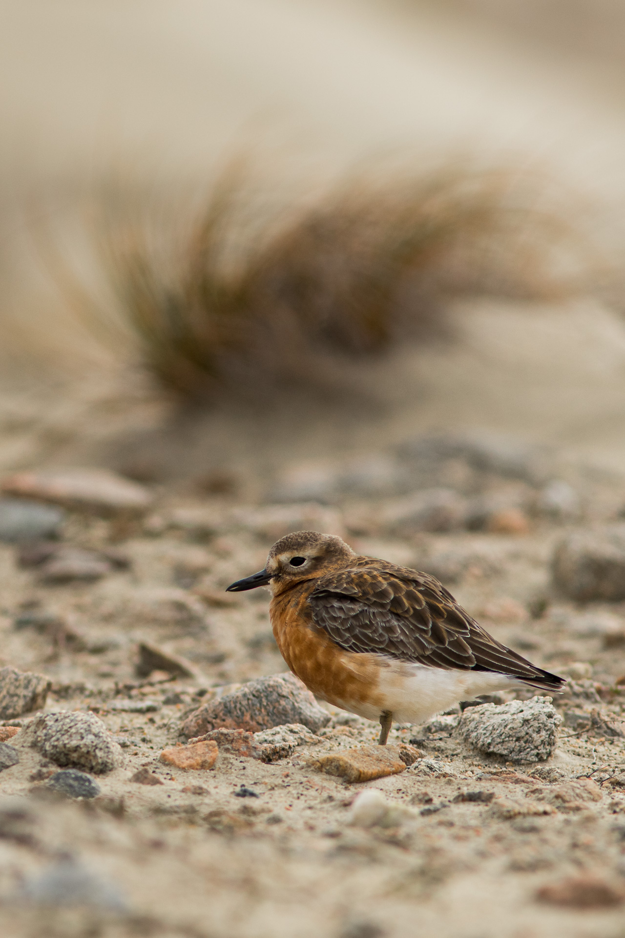 Avifaune Oiseaux Nouvelle-Zélande pluvier