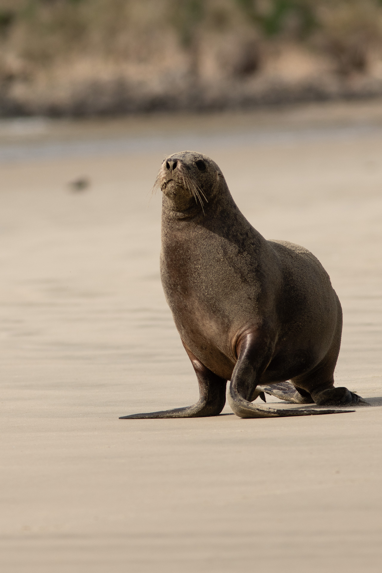 Nouvelle-Zélande lion de mer