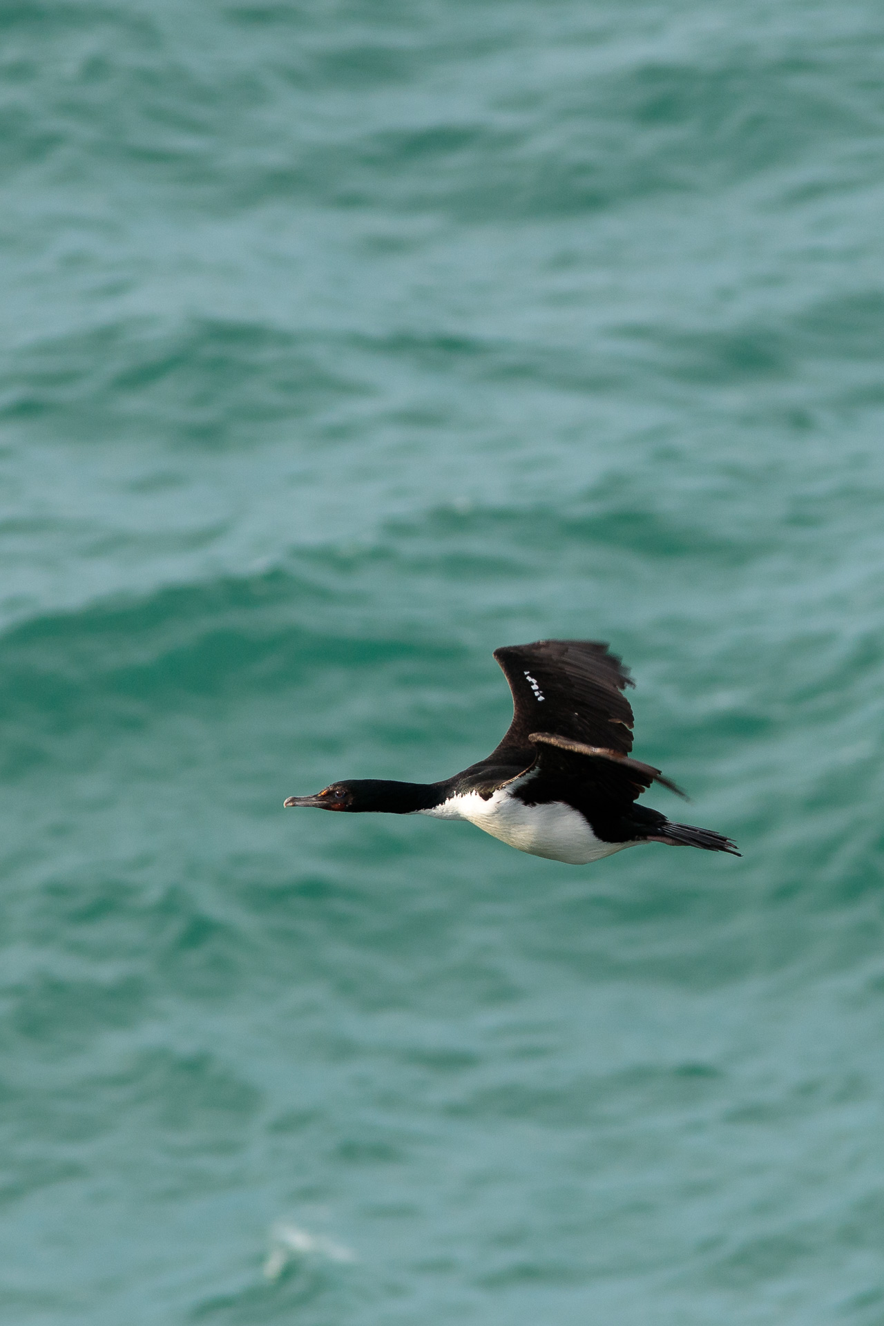 Avifaune Oiseaux Nouvelle-Zélande cormoran