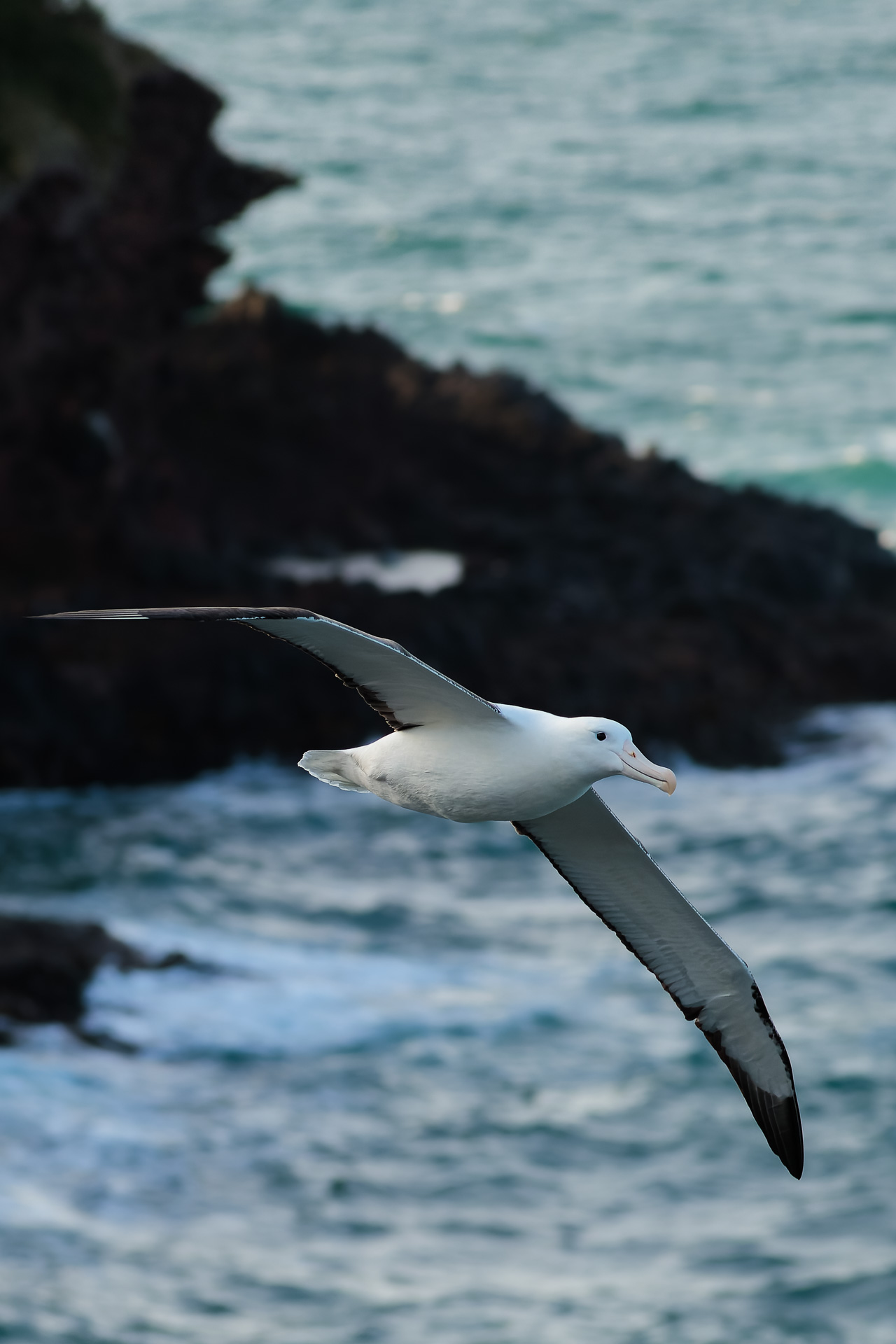 Avifaune Oiseaux Nouvelle-Zélande albatros otago