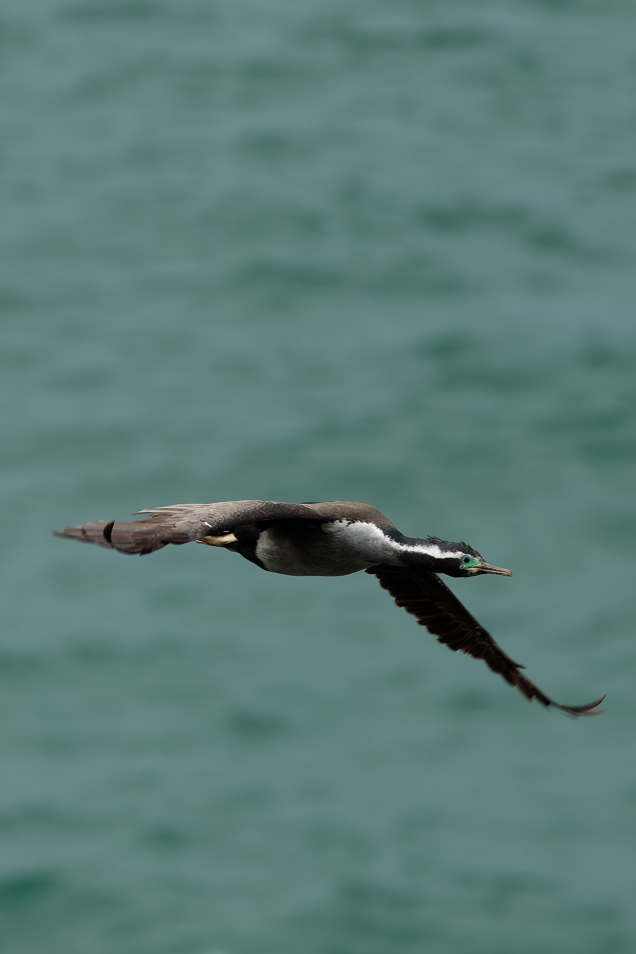 Avifaune Oiseaux Nouvelle-Zélande cormoran