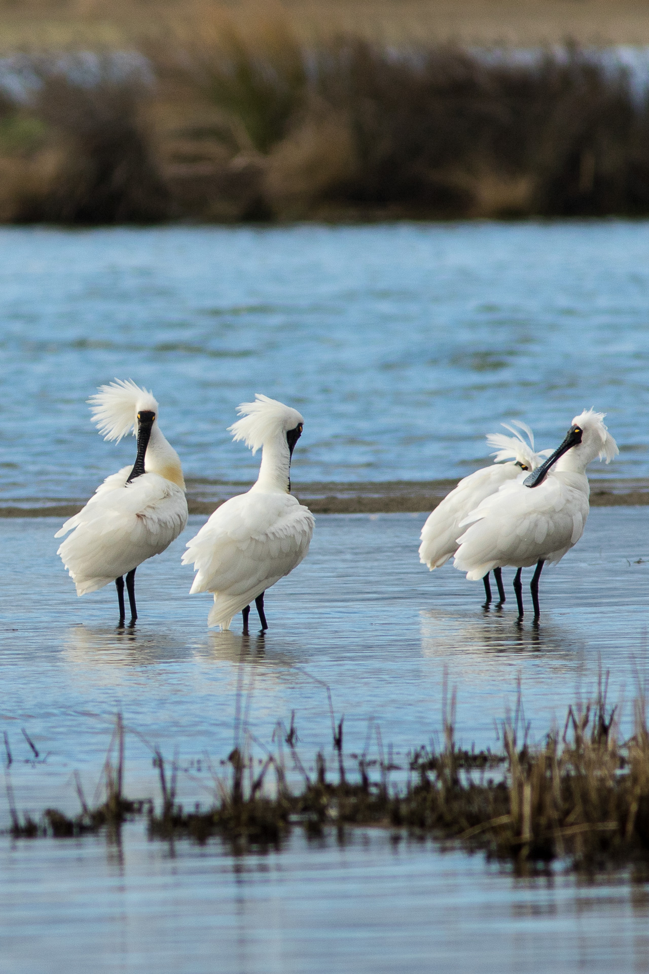 Avifaune Oiseaux Nouvelle-Zélande spatule royale