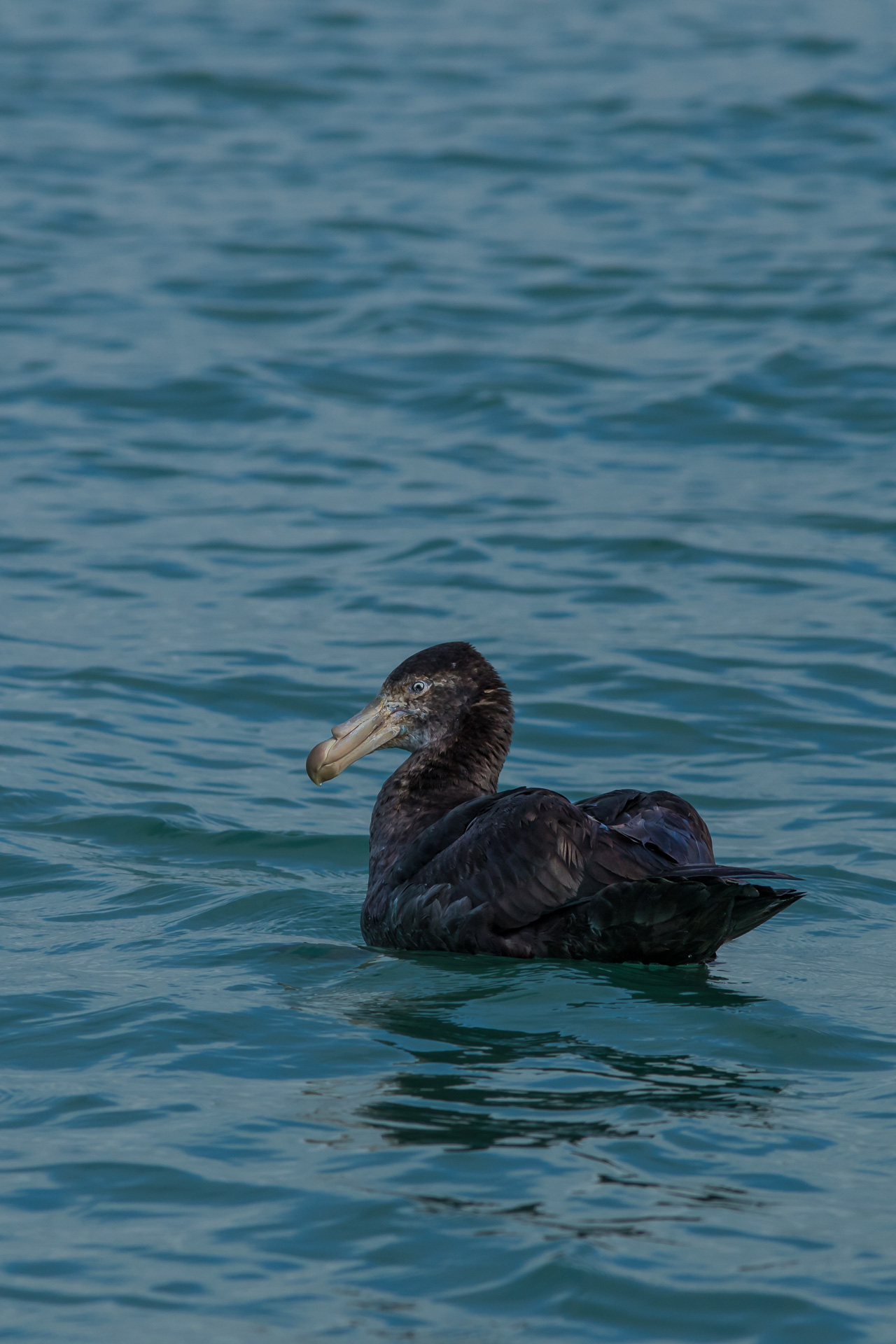 Avifaune Oiseaux Nouvelle-Zélande pétrel