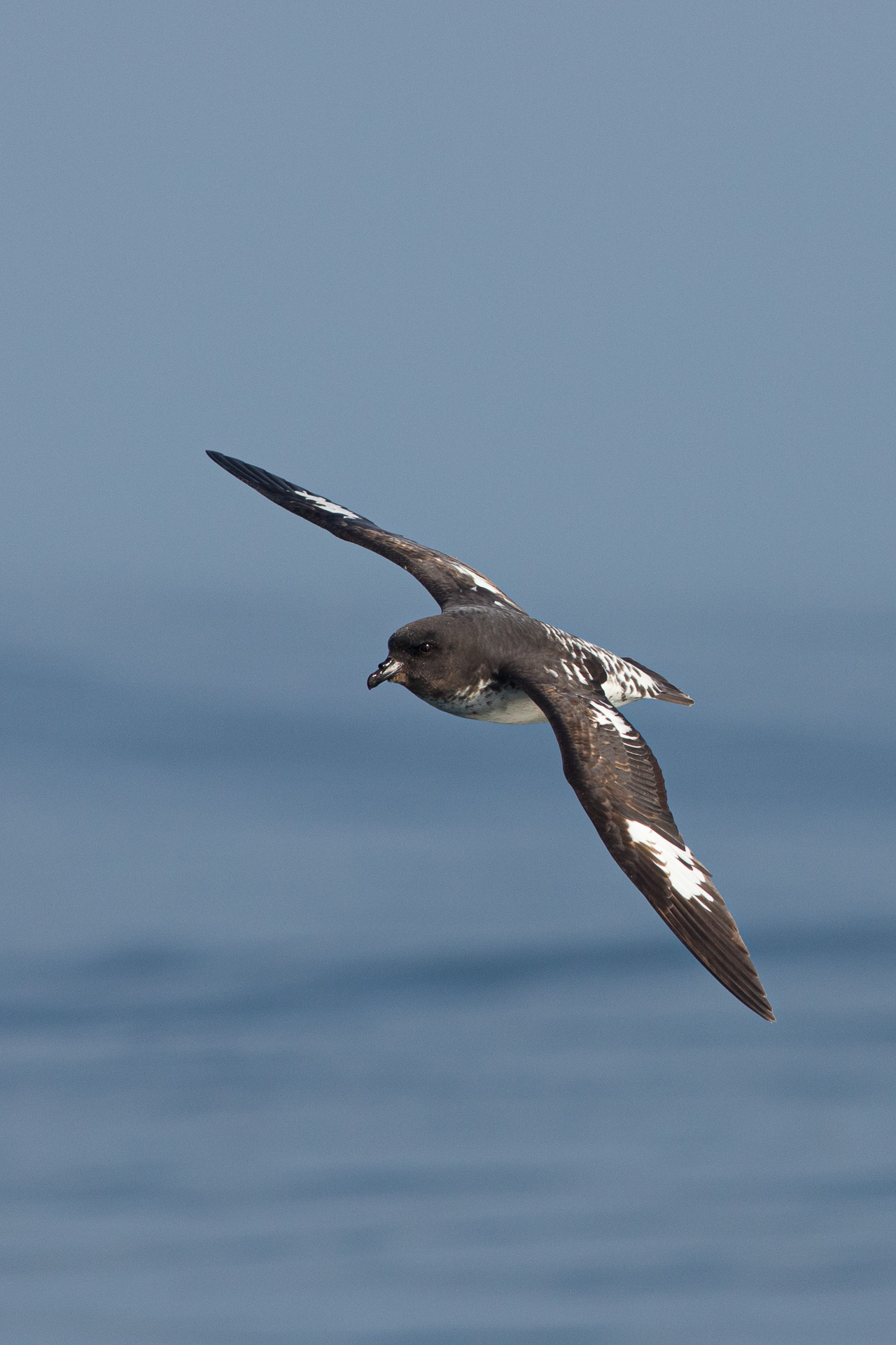 Avifaune Oiseaux Nouvelle-Zélande damier du cap