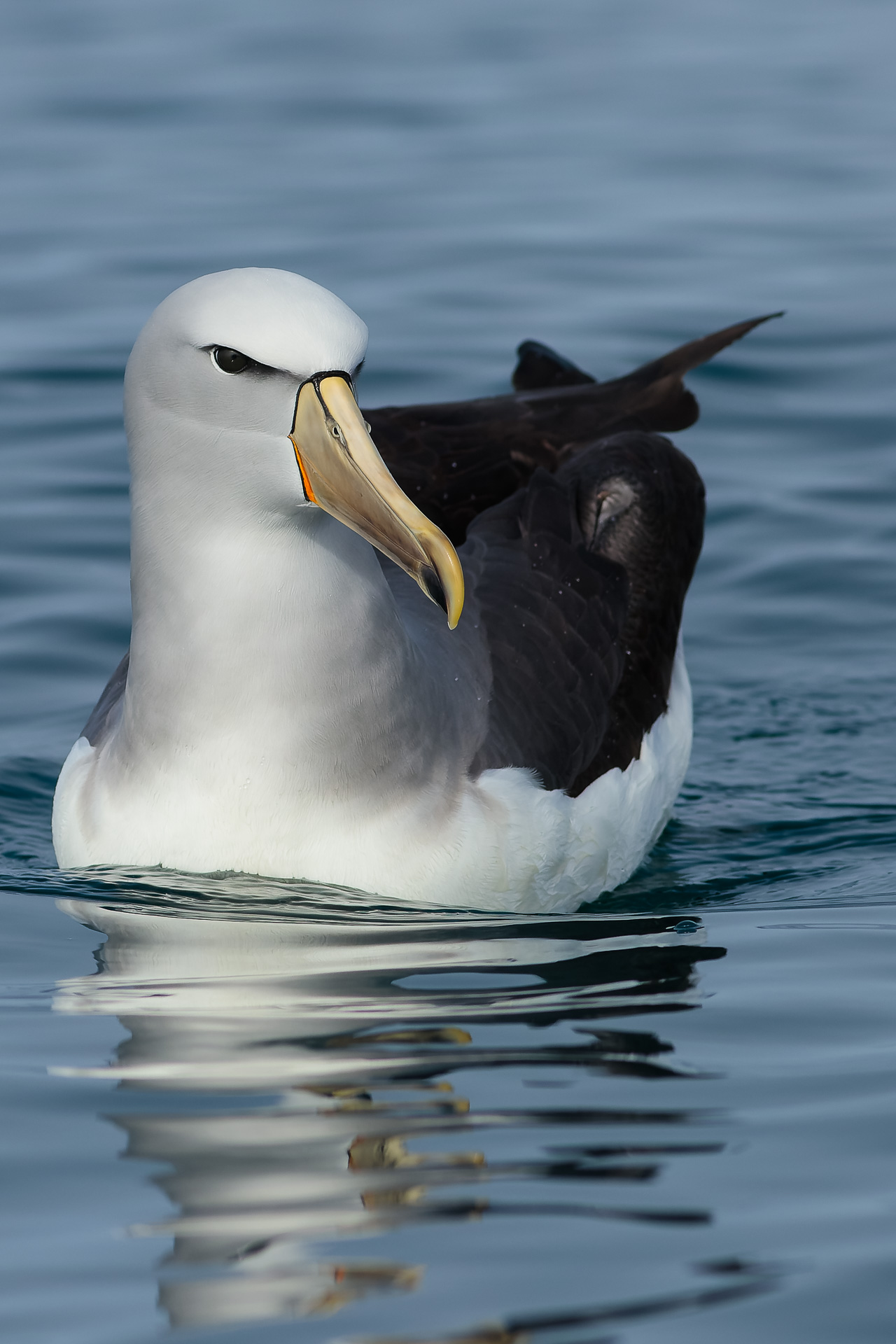Avifaune Oiseaux Nouvelle-Zélande Albatros