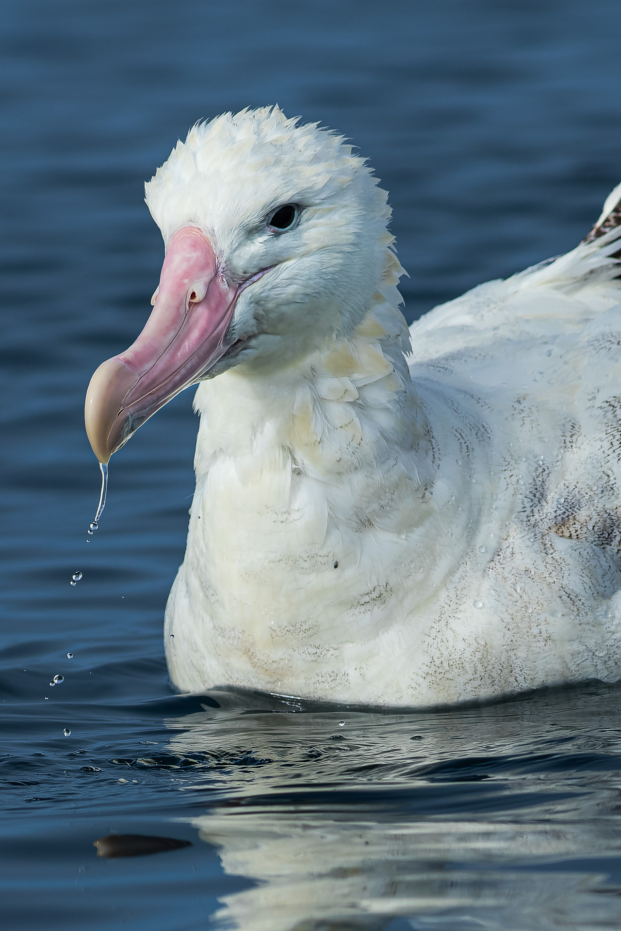 Avifaune Oiseaux Nouvelle-Zélande Albatros