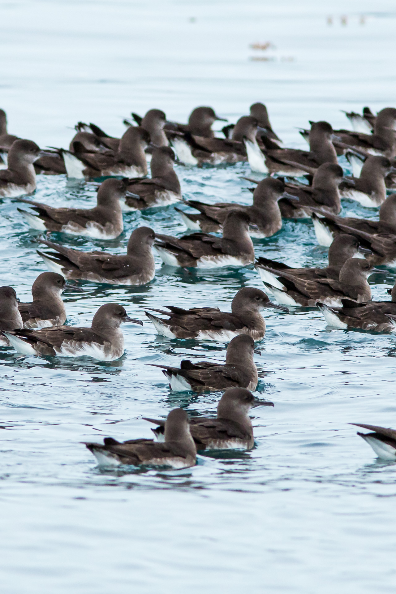 Avifaune Oiseaux Nouvelle-Zélande Puffin