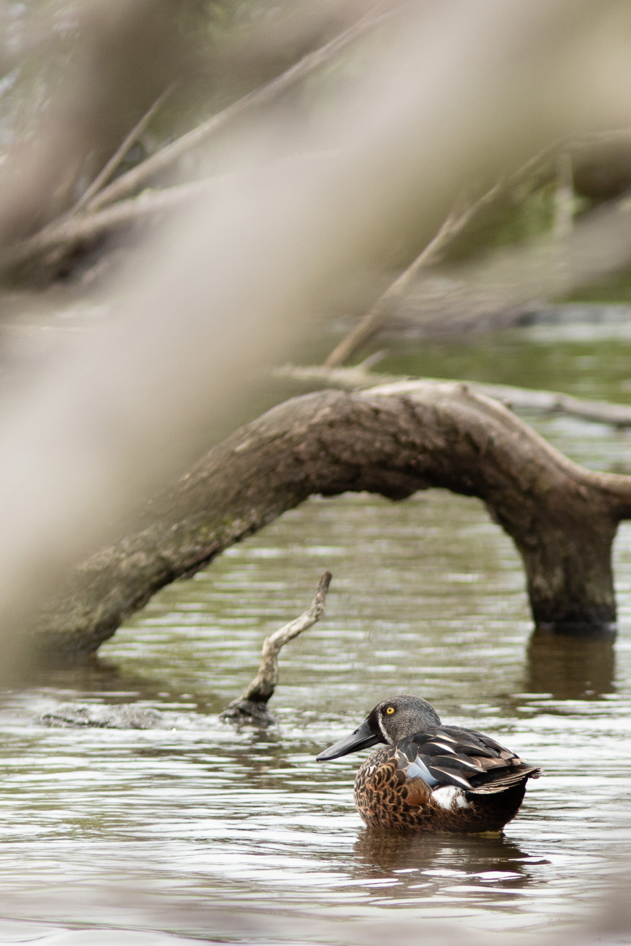 Avifaune Oiseaux Nouvelle-Zélande canard bridé