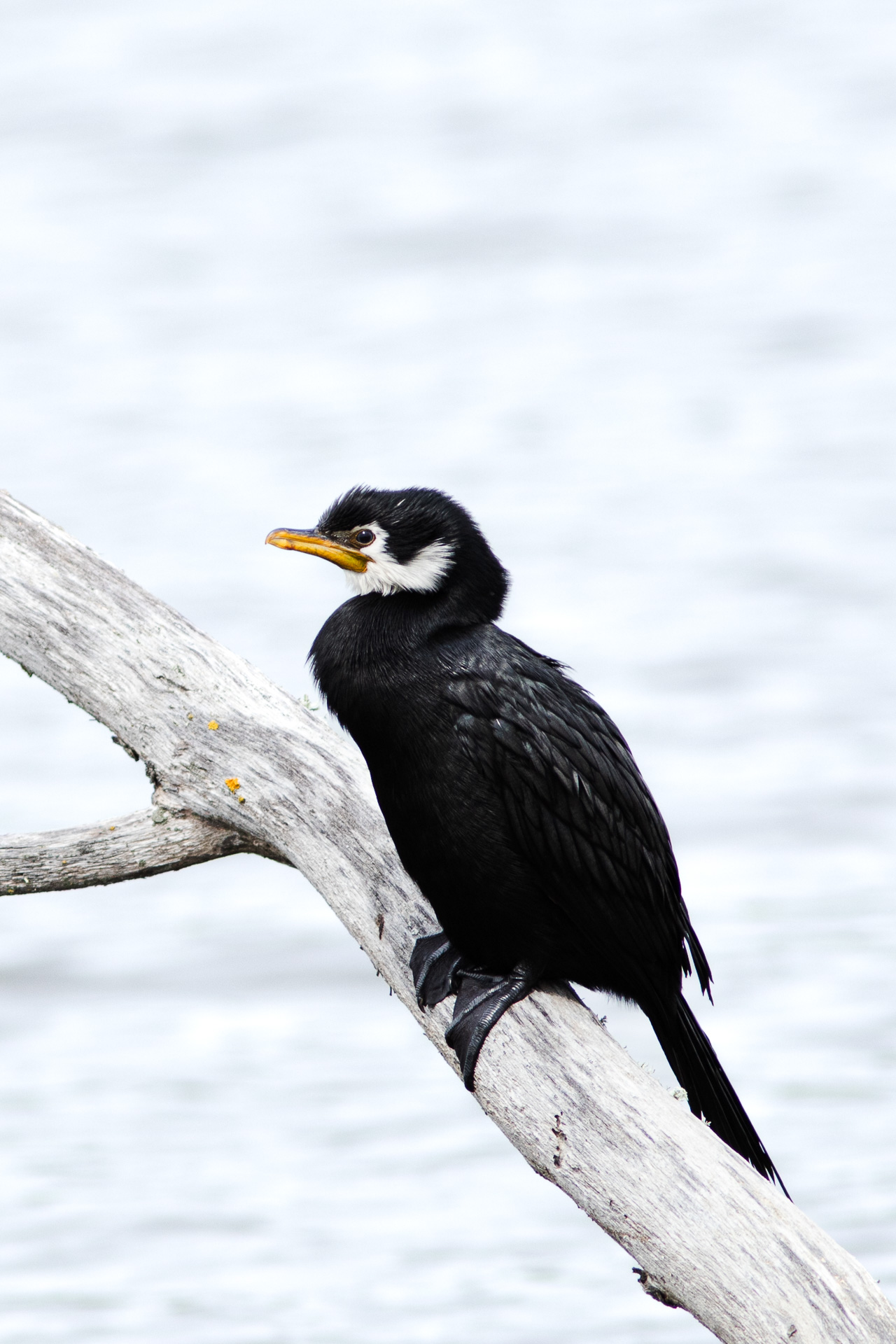 Avifaune Oiseaux Nouvelle-Zélande cormoran