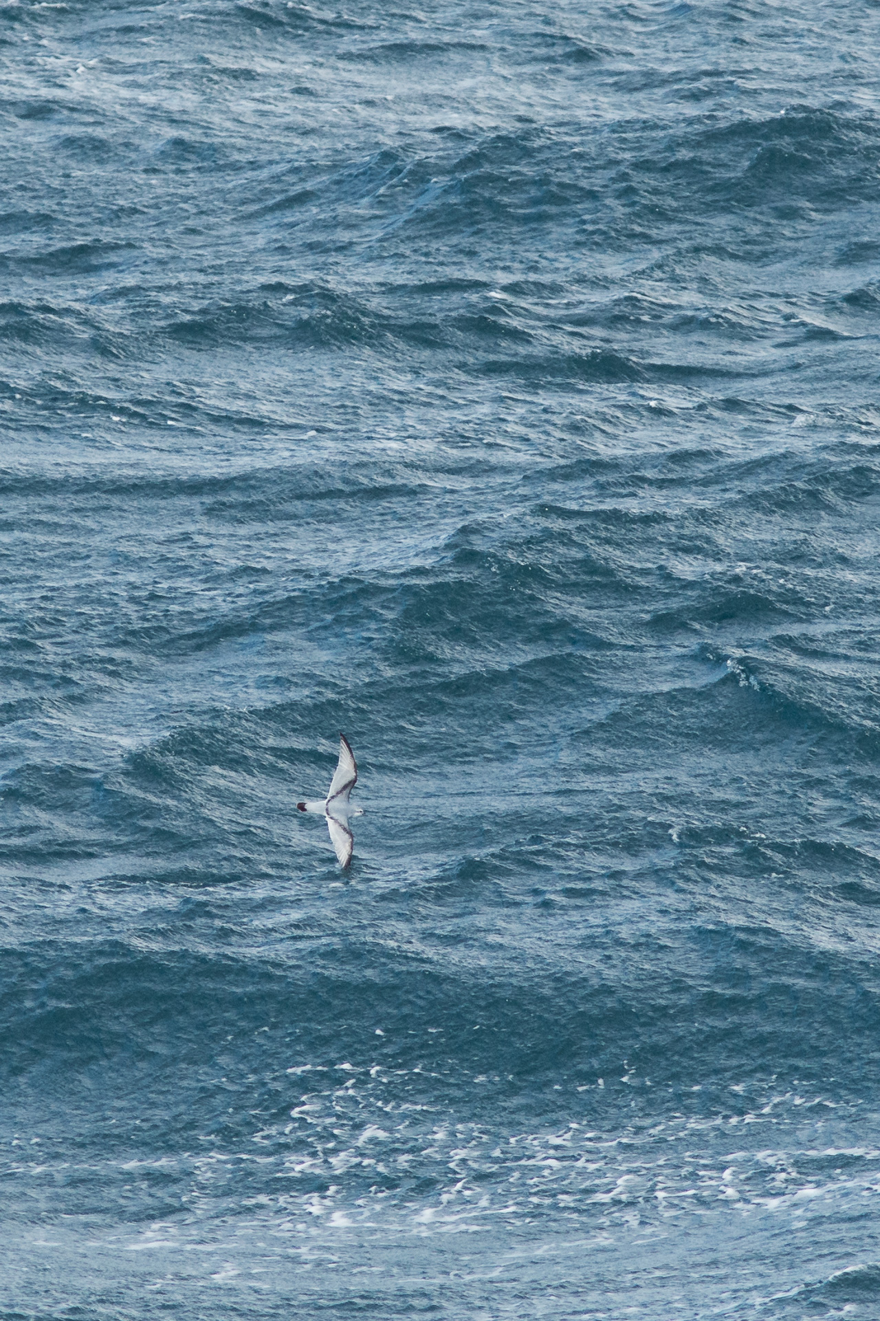 Avifaune Oiseaux Nouvelle-Zélande ption
