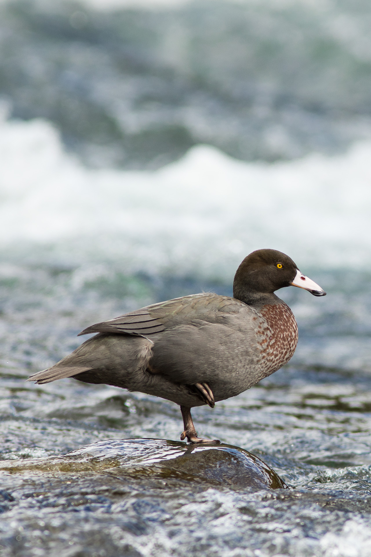 Avifaune Oiseaux Nouvelle-Zélande Hyménolaime