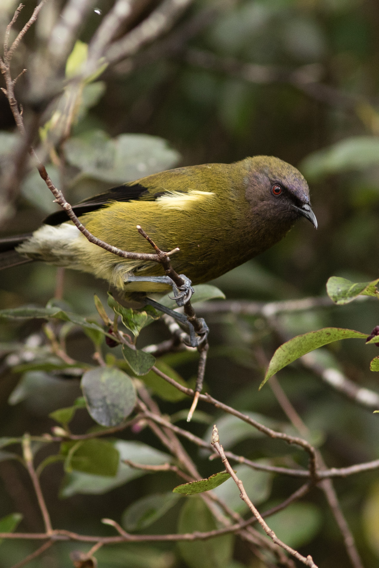 Avifaune Oiseaux Nouvelle-Zélande bellbird