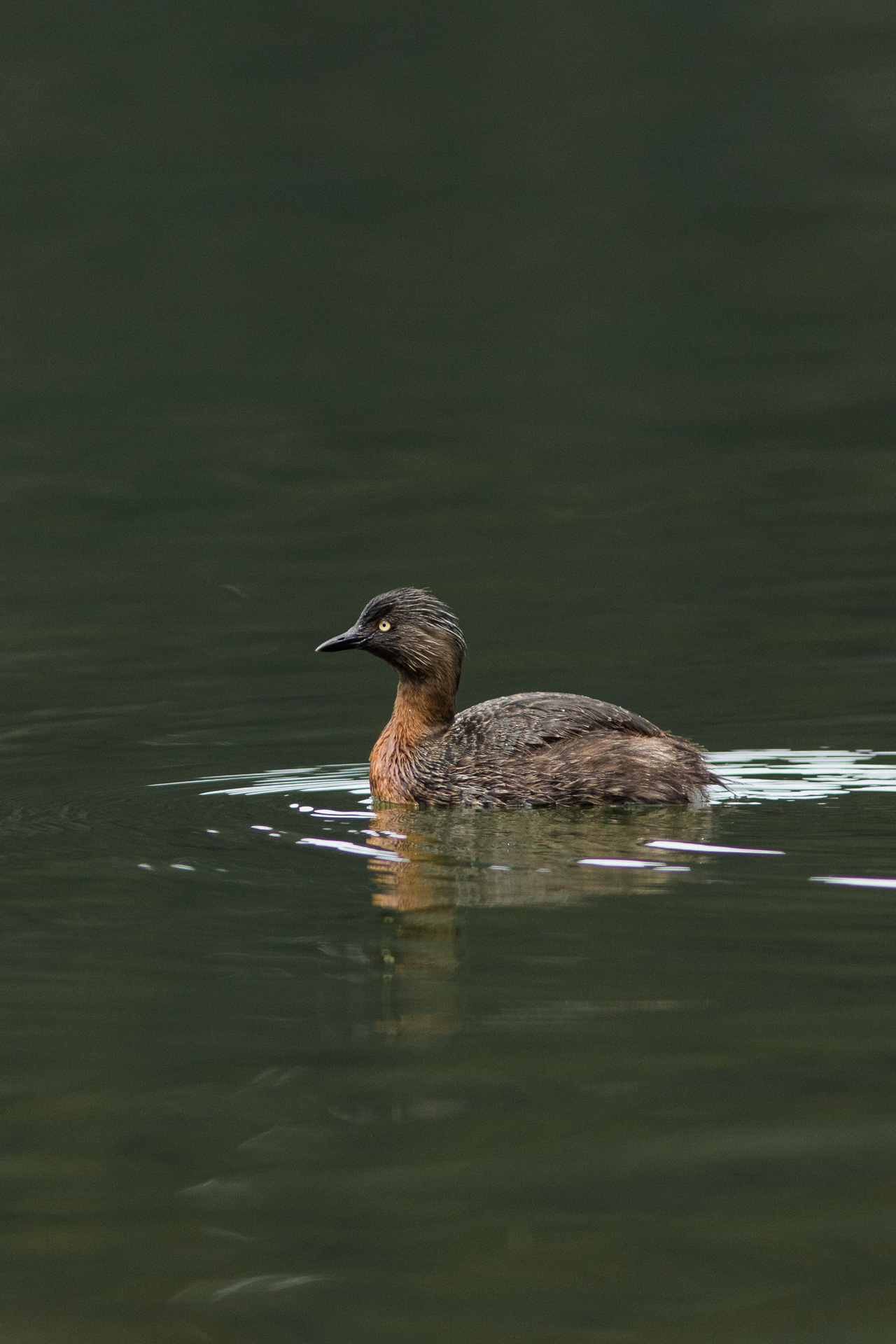 Avifaune Oiseaux Nouvelle-Zélande grèbe