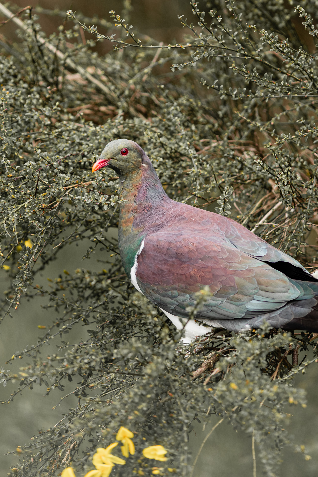 Avifaune Oiseaux Nouvelle-Zélande carpophage
