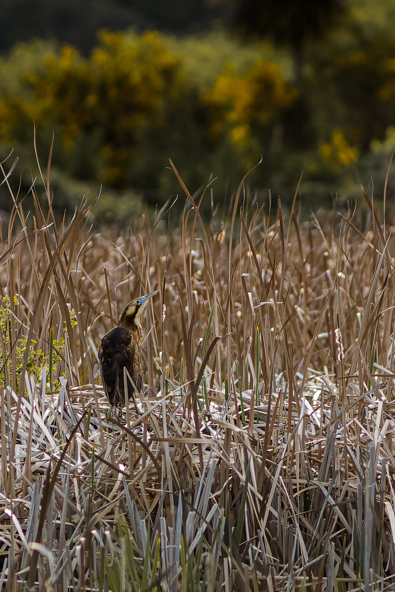 Avifaune Oiseaux Nouvelle-Zélande butor