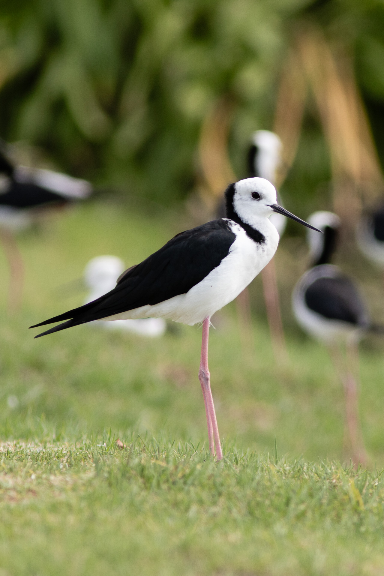Avifaune Oiseaux Nouvelle-Zélande echasse