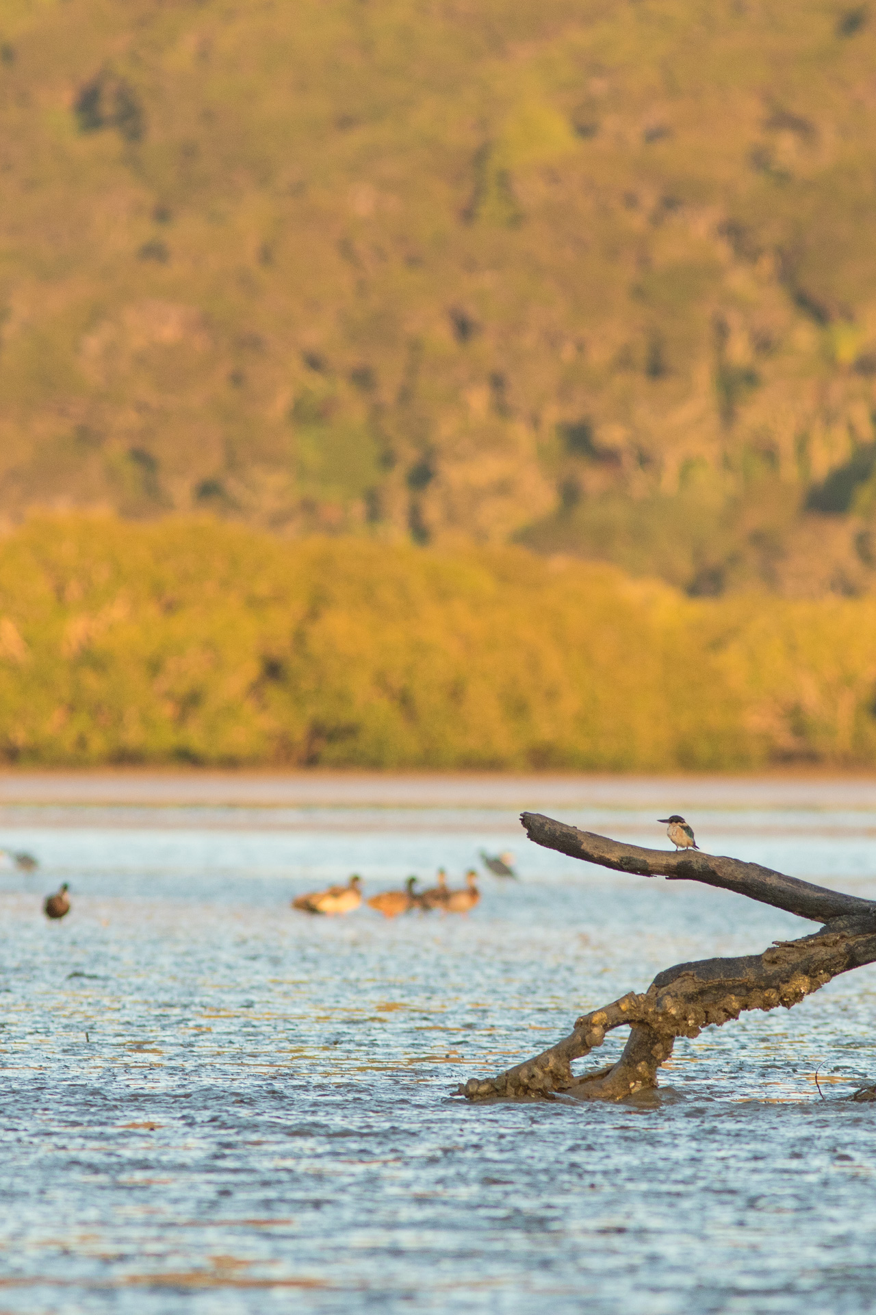 Avifaune Oiseaux Nouvelle-Zélande martin chasseur