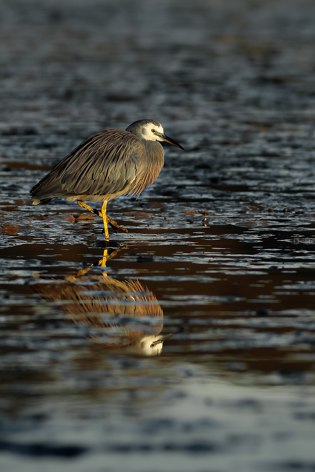 Avifaune Oiseaux Nouvelle-Zélande aigrette