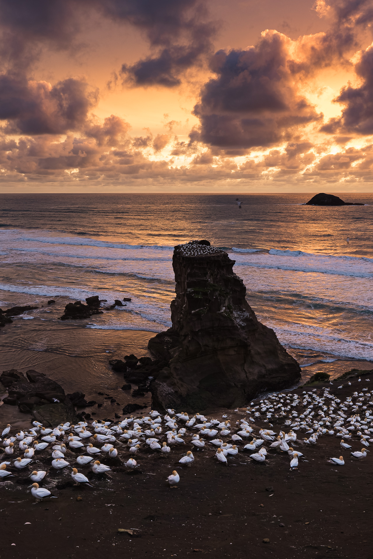 Avifaune Oiseaux Nouvelle-Zélande muriwai