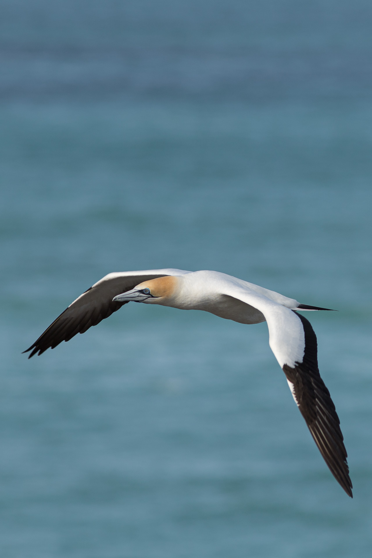 Avifaune Oiseaux Nouvelle-Zélande fou