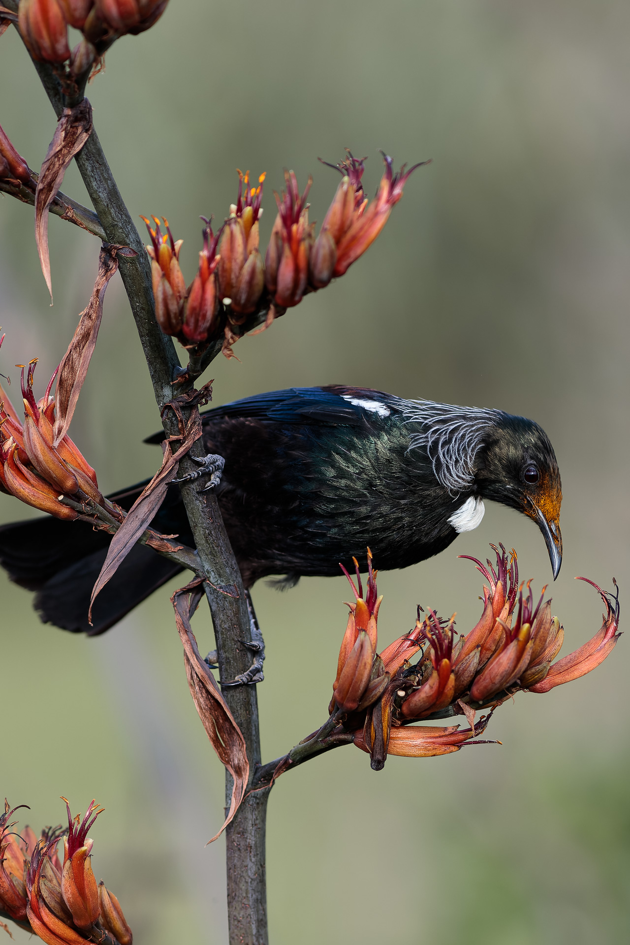 Avifaune Oiseaux Nouvelle-Zélande méliphage