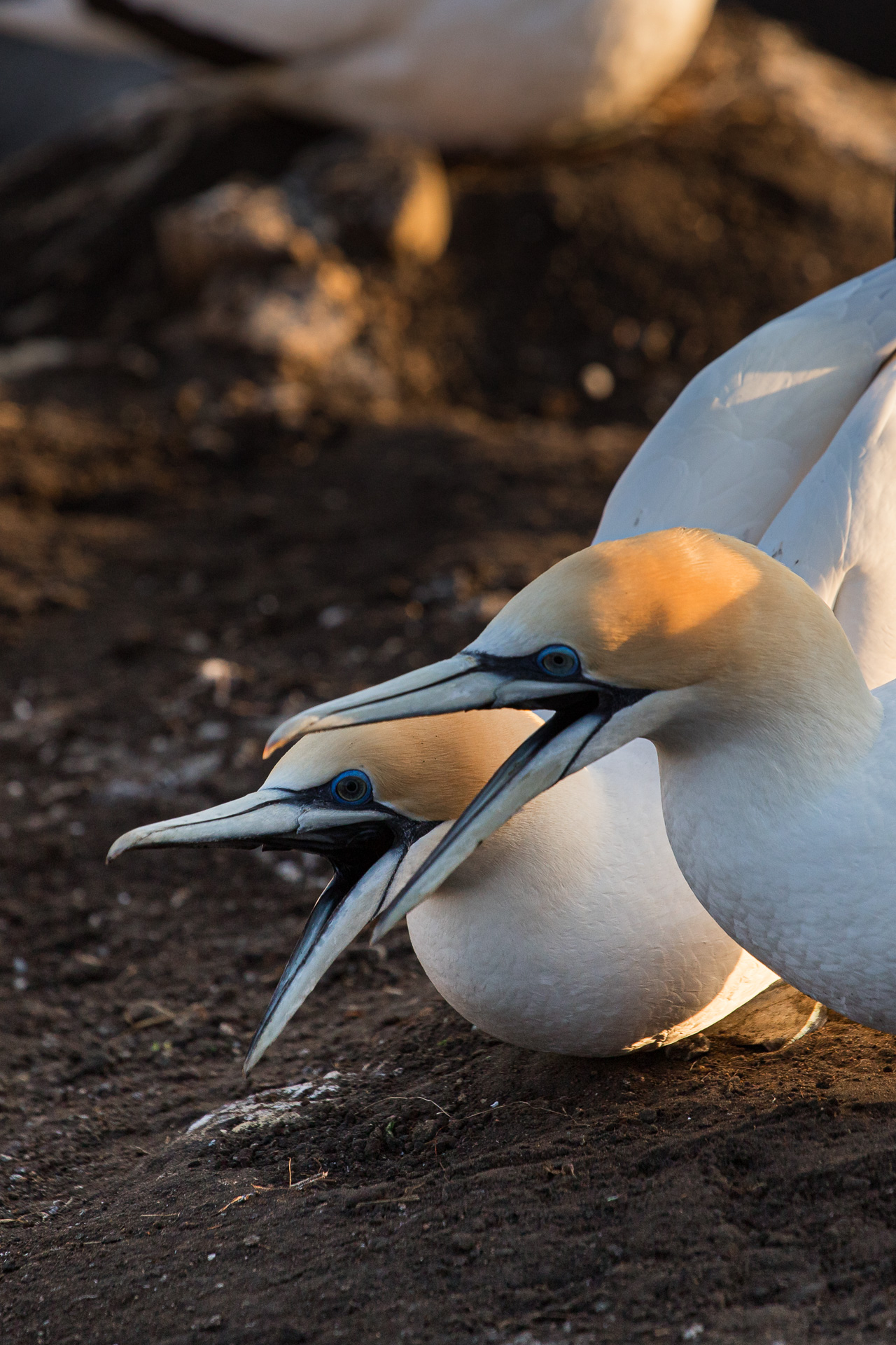 Avifaune Oiseaux Nouvelle-Zélande fou